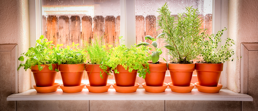 fresh indoor herb garden